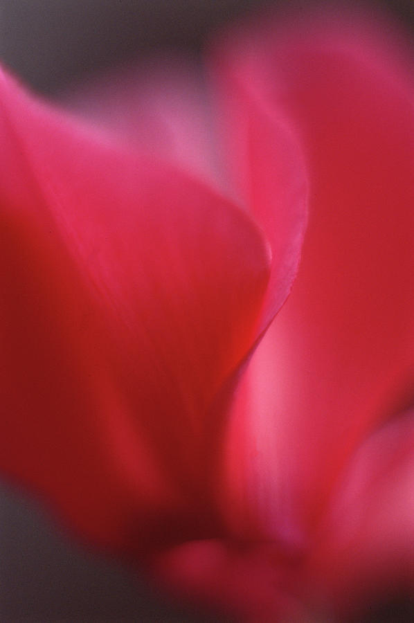 Abstract Photograph - Red Cyclamen Abstract by Anna Miller