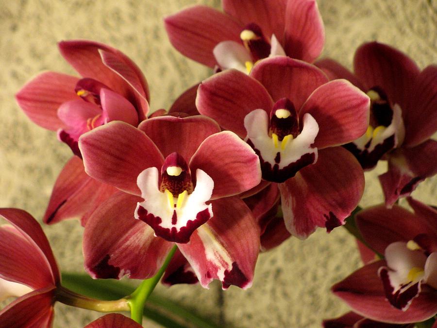Red Photograph - Red cymbidium orchid by Alfred Ng