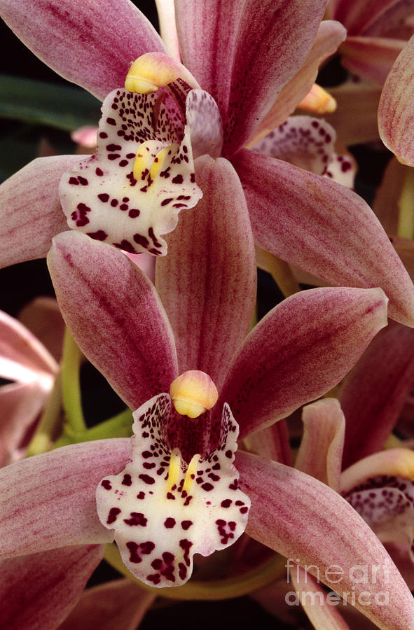 Red Cymbidium Orchid Photograph by Craig Lovell