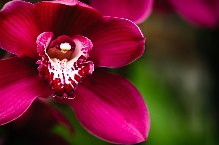 Red Cymbidium Orchid Photograph by OGphoto