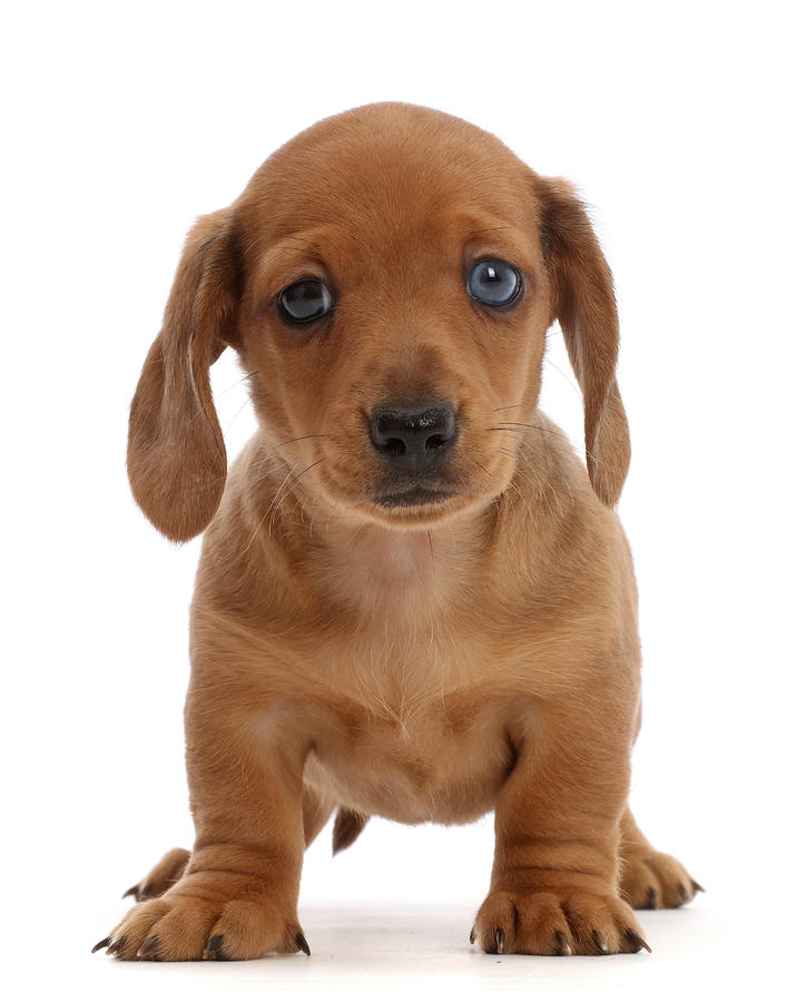 Red Dachshund Puppy Photograph by Mark Taylor