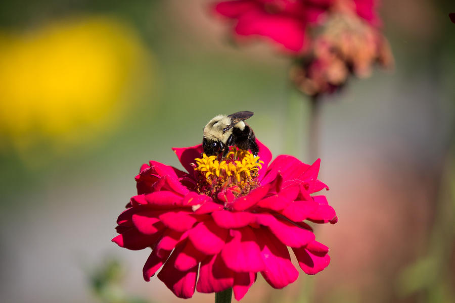Red Dahlia and bee Photograph by Susan Jensen