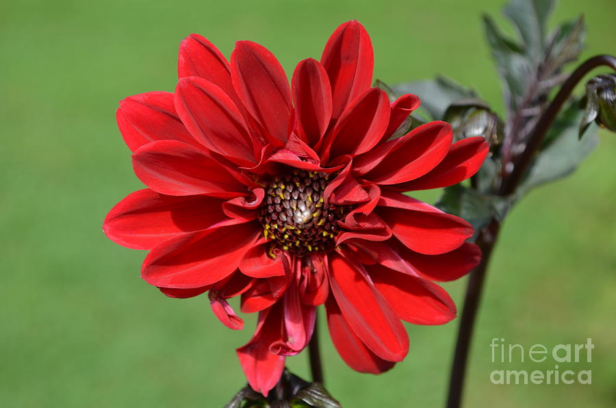 Flower Photograph - Red Dahlia Blossom by DejaVu Designs