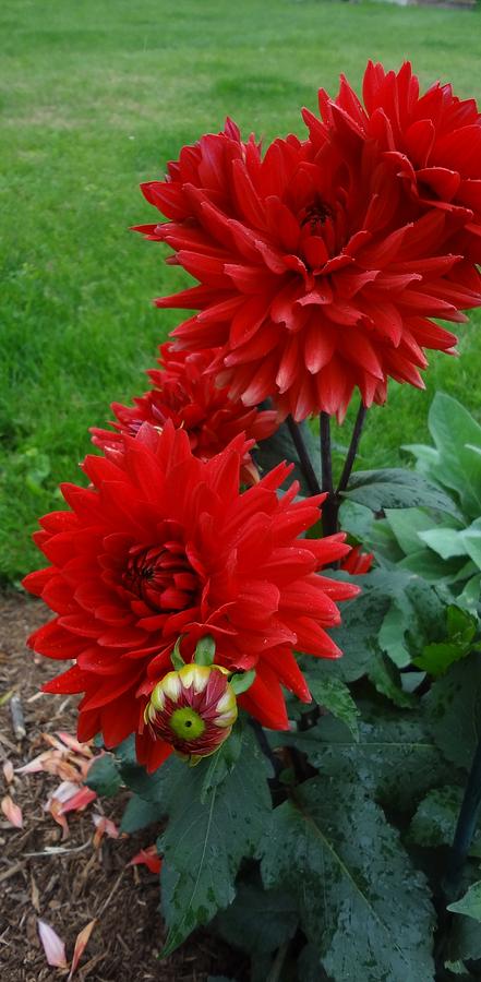 Red Dahlia Photograph by Catherine Arcolio