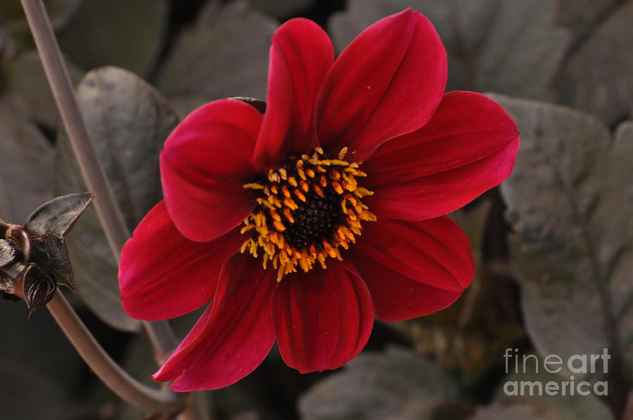 Red Dahlia Photograph by Debby Pueschel