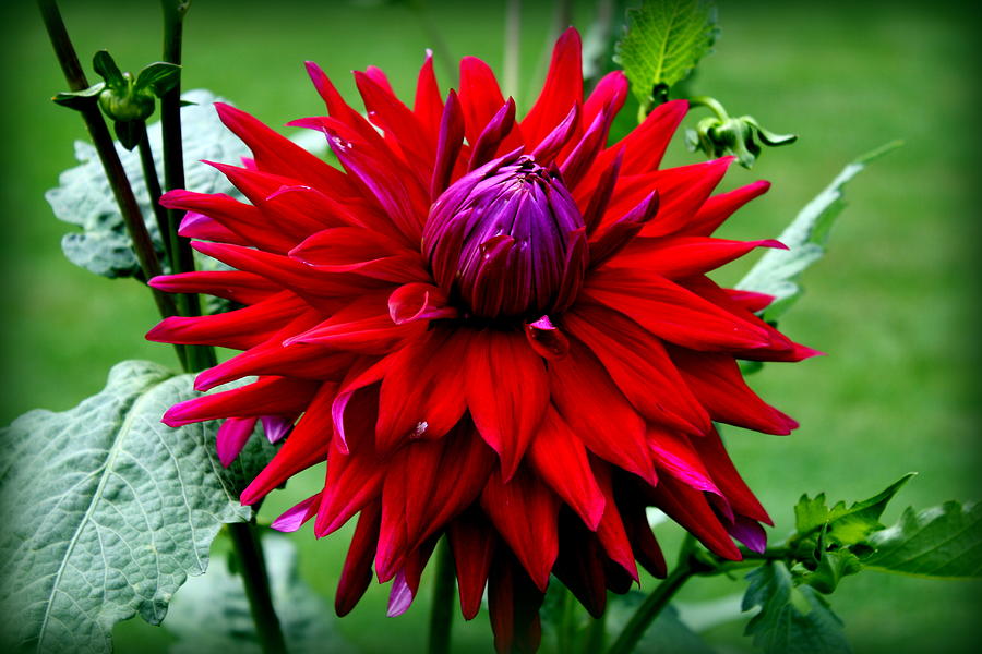 Red Dahlia Photograph by Donna Walsh