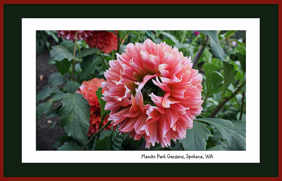 Red Dahlia Photograph by Ellen Tully