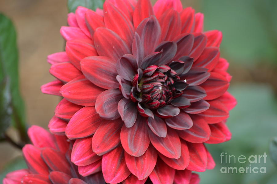 Flower Photograph - Red Dahlia Flower by DejaVu Designs
