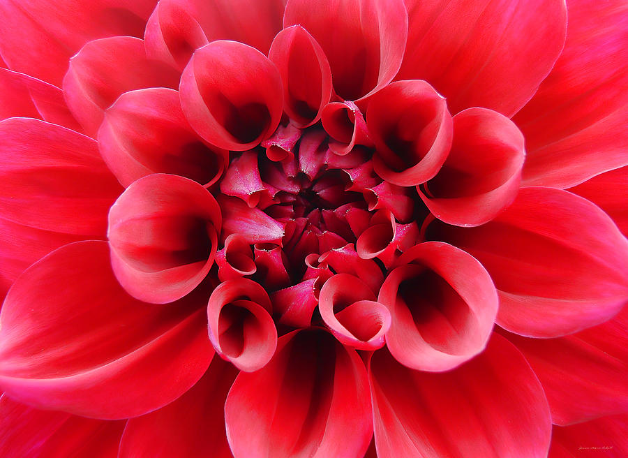 Red Dahlia Flower Photograph by Jennie Marie Schell