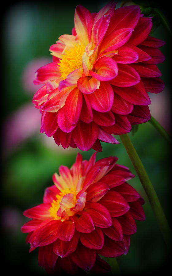 Red Dahlia Flowers Photograph by Nathan Abbott