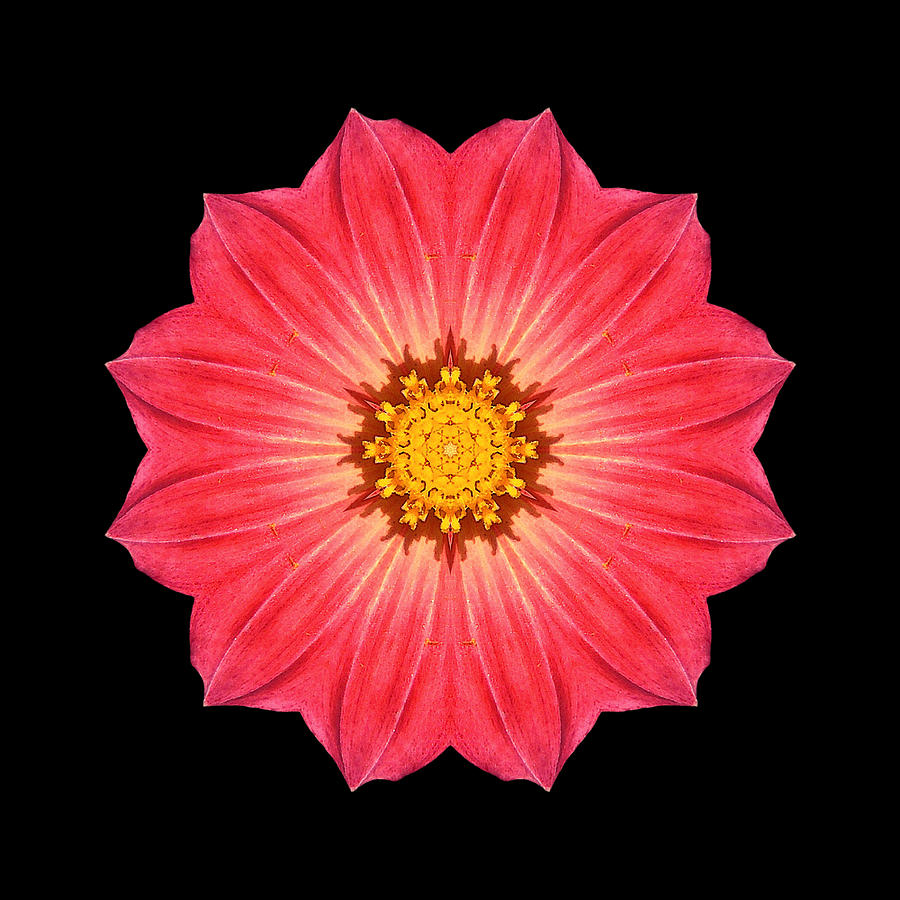 Red Dahlia Hybrid I Flower Mandala Photograph by David J Bookbinder