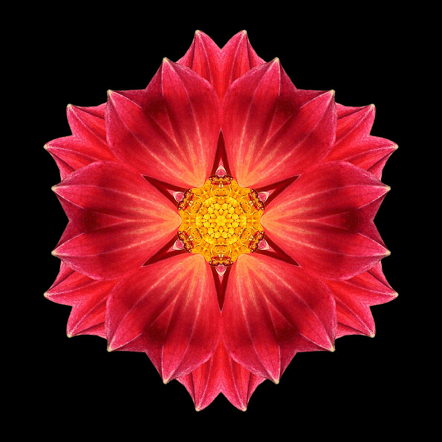 Red Dahlia Hybrid III Flower Mandala Photograph by David J Bookbinder