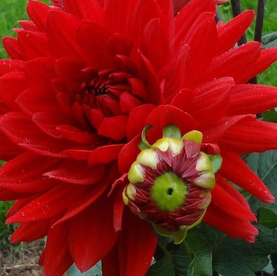 Red Dahlia II Photograph by Catherine Arcolio