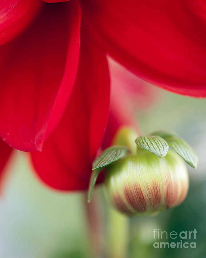 Red Dahlia Photograph by Lisa McStamp