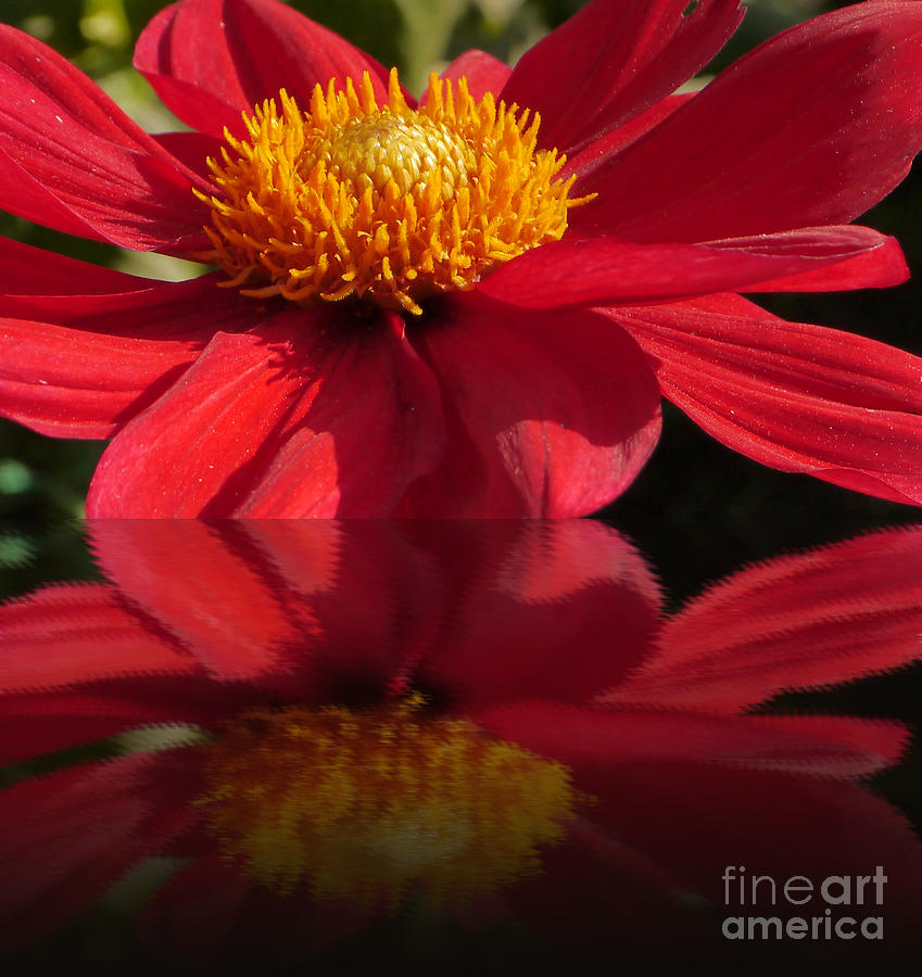 Red Dahlia Reflection Photograph by Christiane Schulze Art And Photography