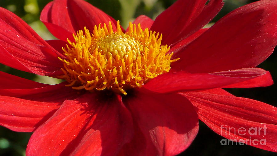 Red Dahlia Starlet Photograph by Christiane Schulze Art And Photography