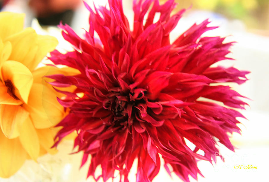 Red Dahlia Photograph by Tap On Photo