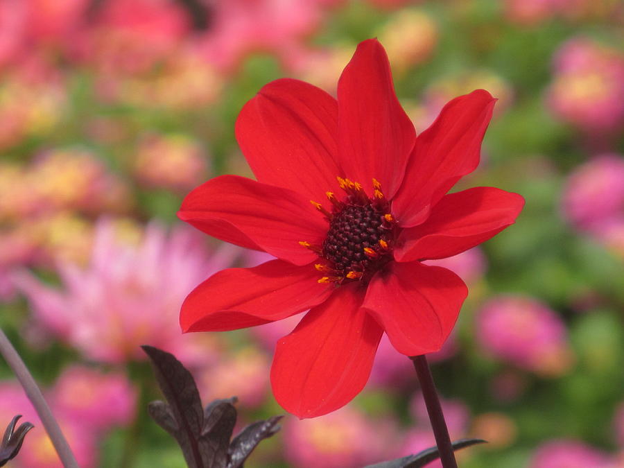 Red Dahlia With Pink Photograph by Alfred Ng