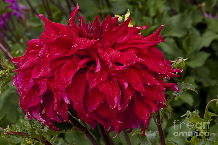 Red Dahlia With Water Drops Photograph