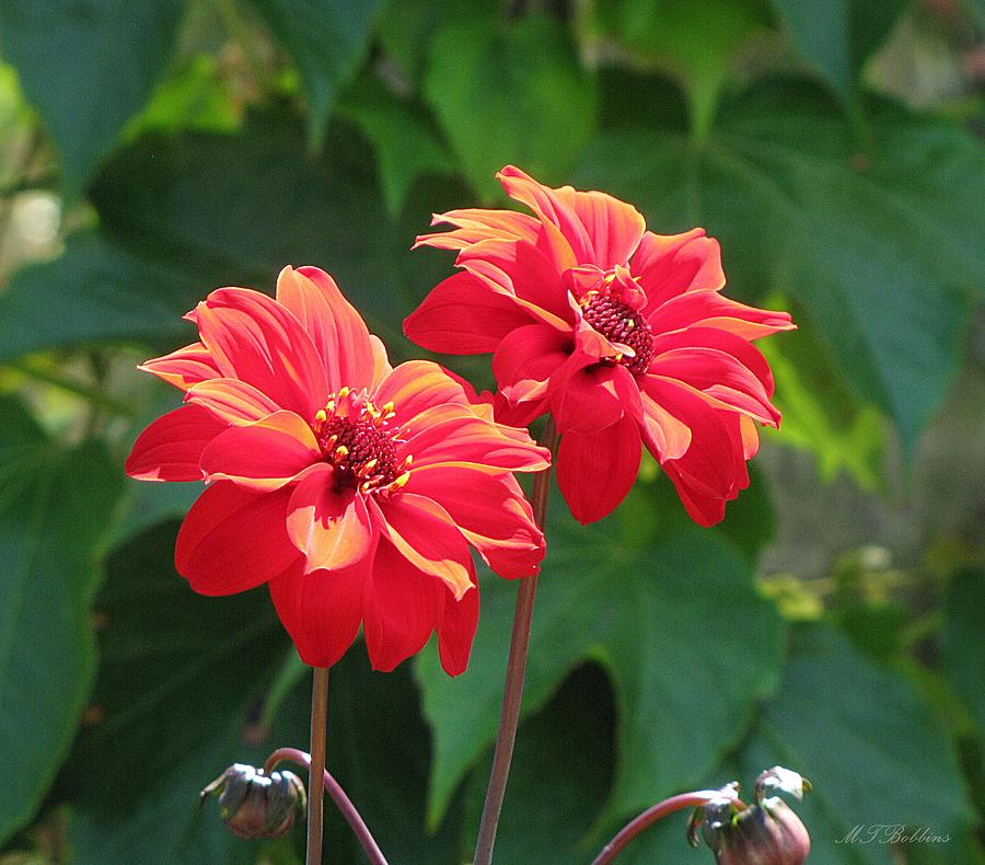 Red Dahlias Photograph by MTBobbins Photography