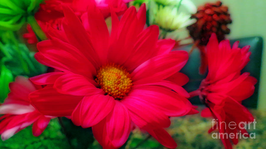 Red Daisies Photograph by Kay Novy