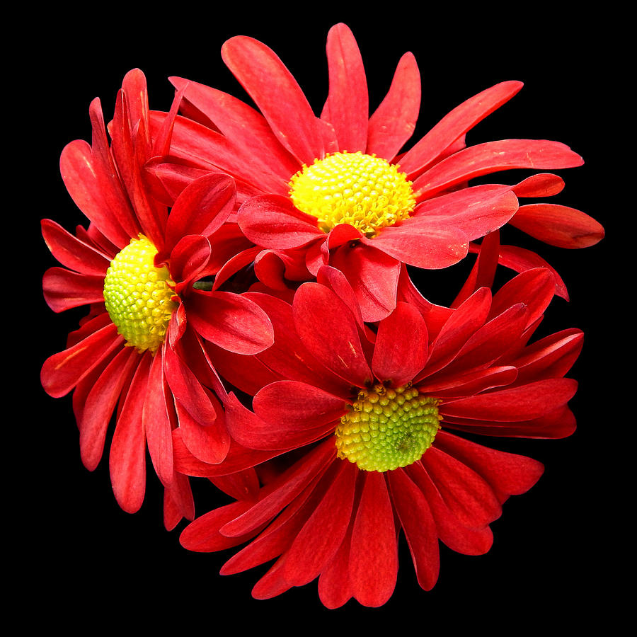Red Daisies Still Life Flower Art Poster Photograph by Lily Malor