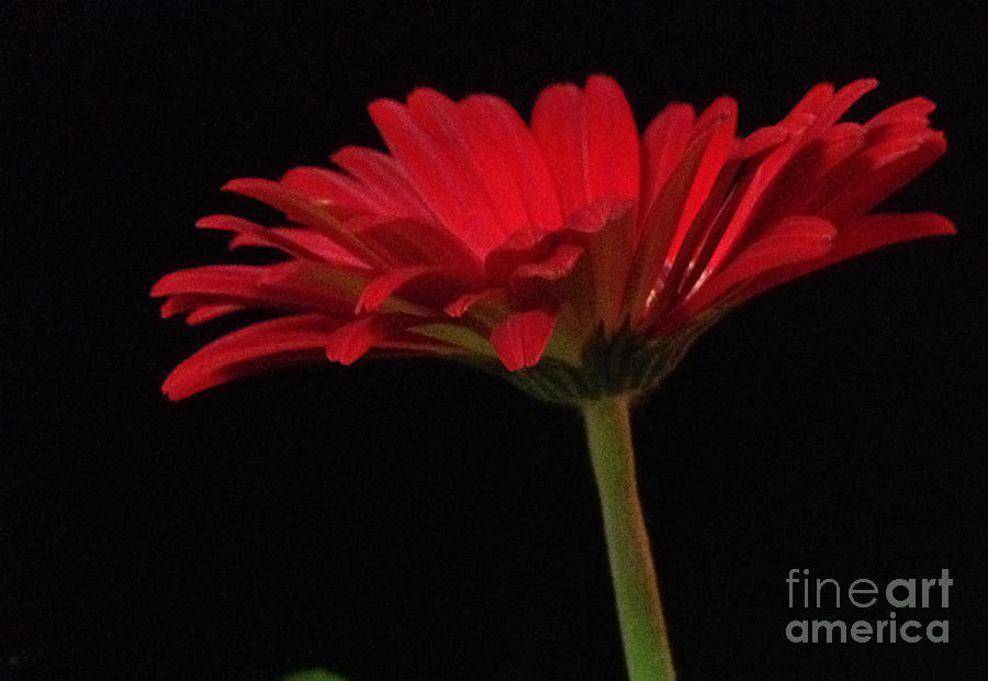 Flowers Still Life Photograph - Red Daisy 2 by Kristi Kruse