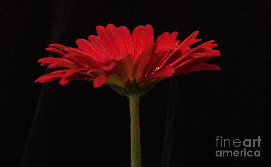 Daisy Photograph - Red Daisy 4 by Kristi Kruse