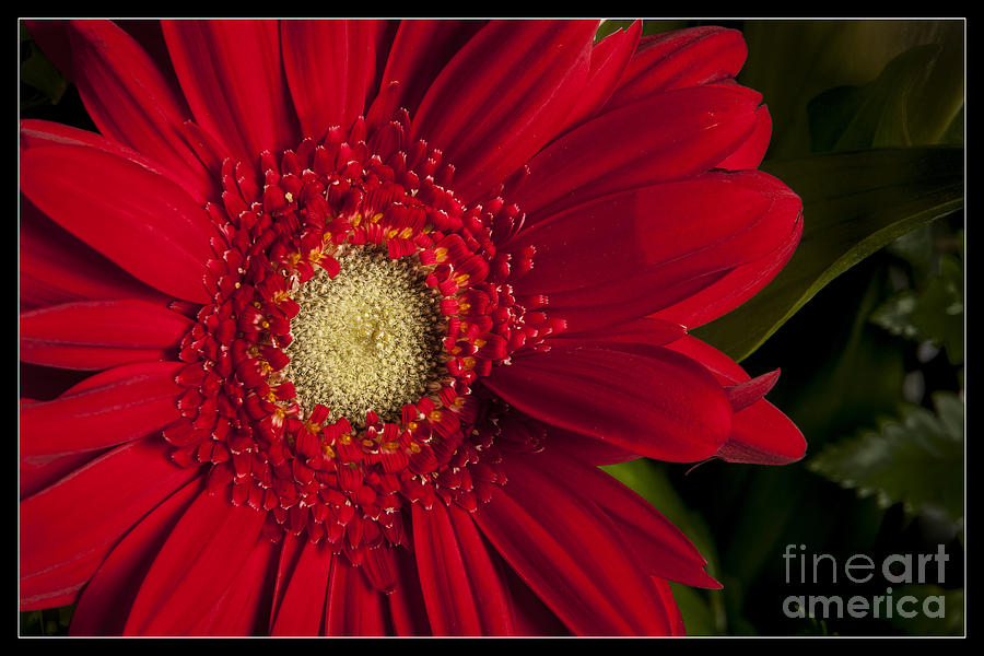 Red Daisy 8043.02 Photograph by M K Miller