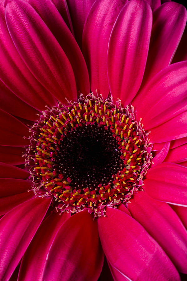 Still Life Photograph - Red Daisy Close Up by Garry Gay