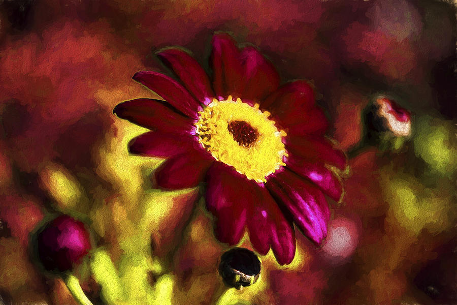 Nature Digital Art - Red Daisy by Henry Inhofer