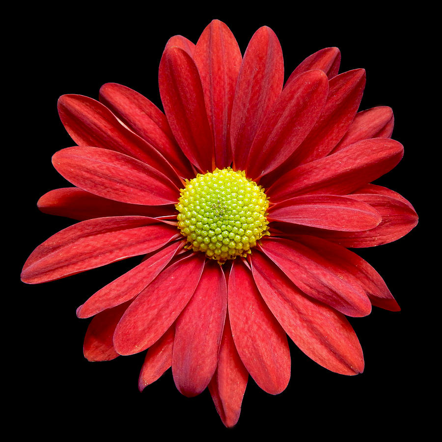 Red Daisy Still Life Flower Art Poster Photograph by Lily Malor