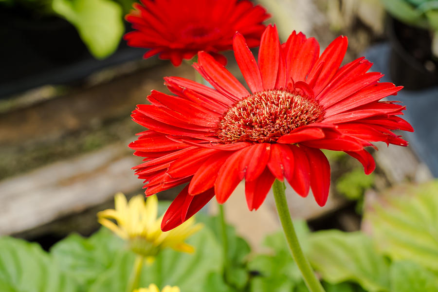 Red Daisy Photograph by Raul Rodriguez