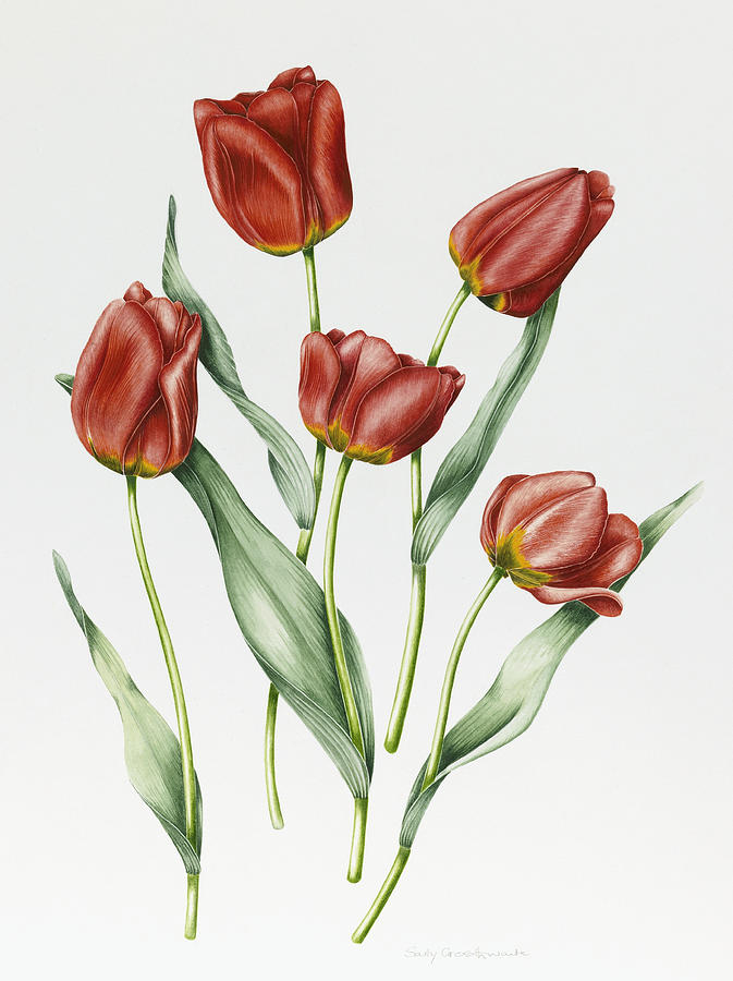 Red Darwin Tulips Painting by Sally Crosthwaite