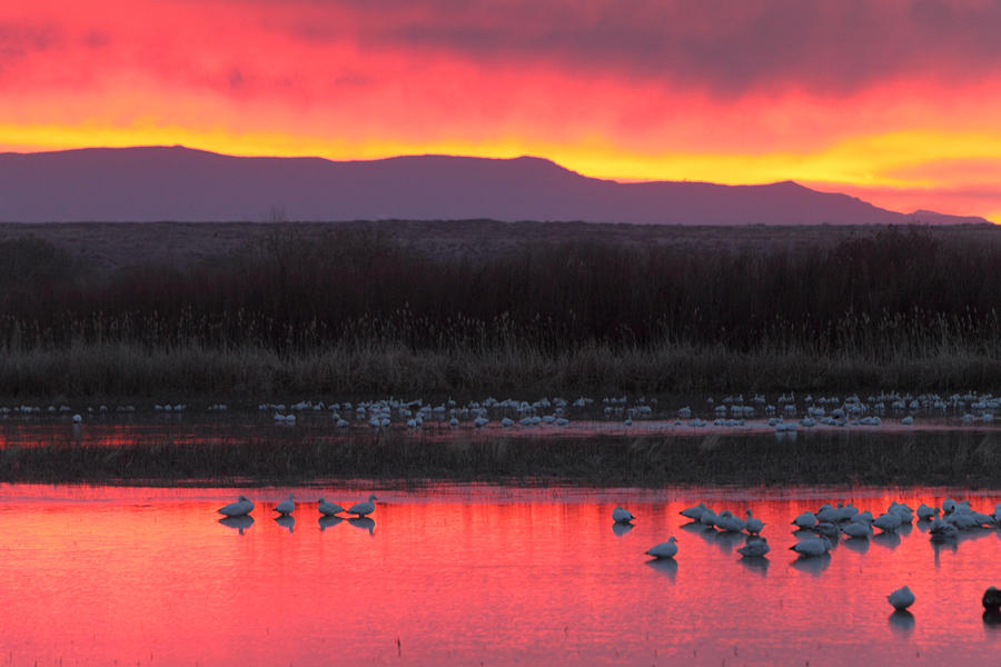Red Dawn Illuminates Geese at Bosque del Apache Wildlife Refuge Photograph by Alan Vance Ley