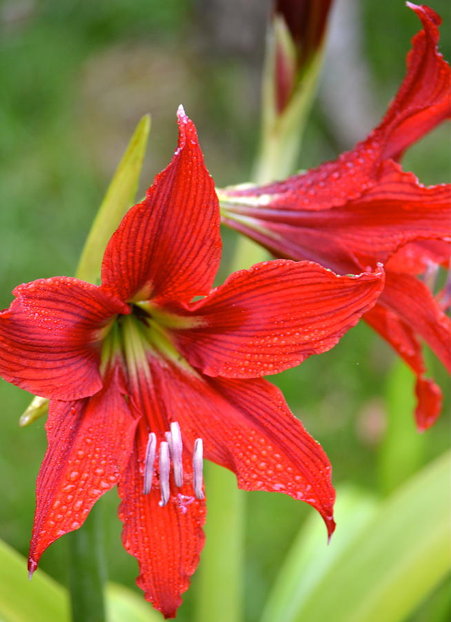 Red Daylily after the rain Photograph by Lehua Pekelo-Stearns