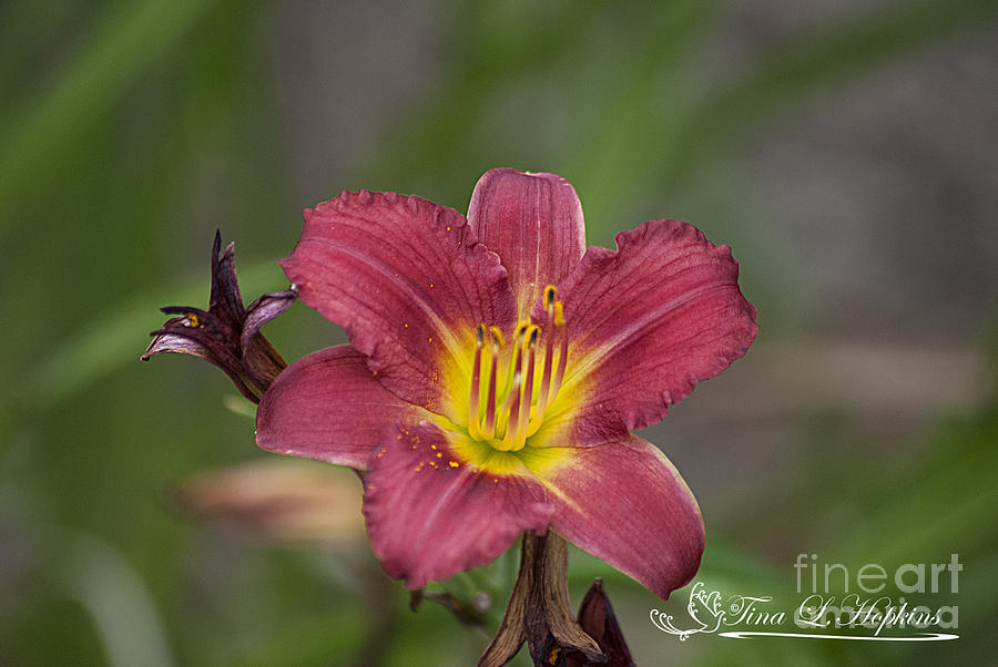 Red Day Lily 20120714_210a Photograph by Tina Hopkins