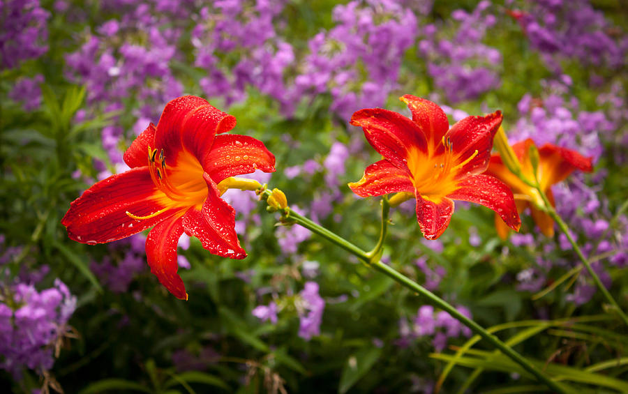 Red Daylilies Photograph by Lena Auxier