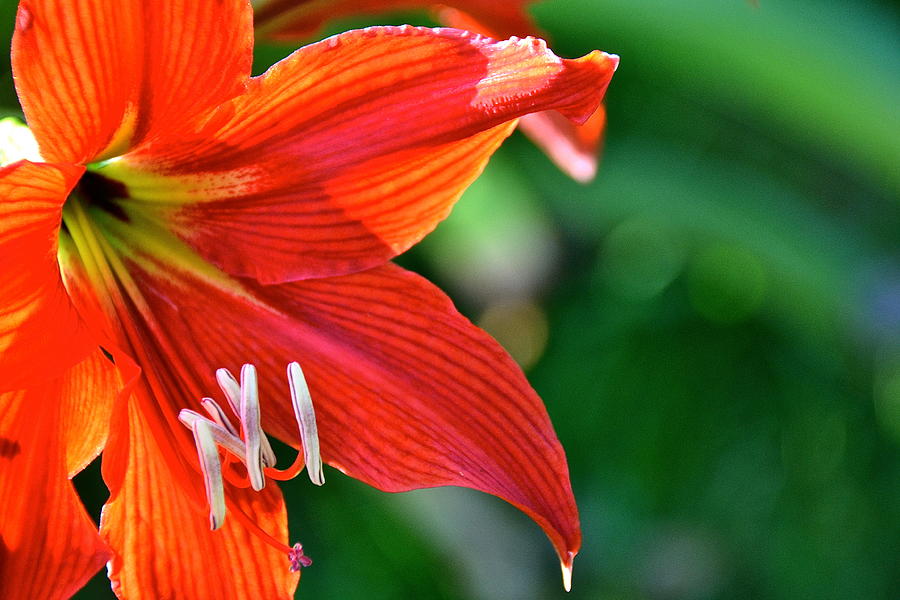 Red Day Lily  in Hawaii Photograph by Lehua Pekelo-Stearns