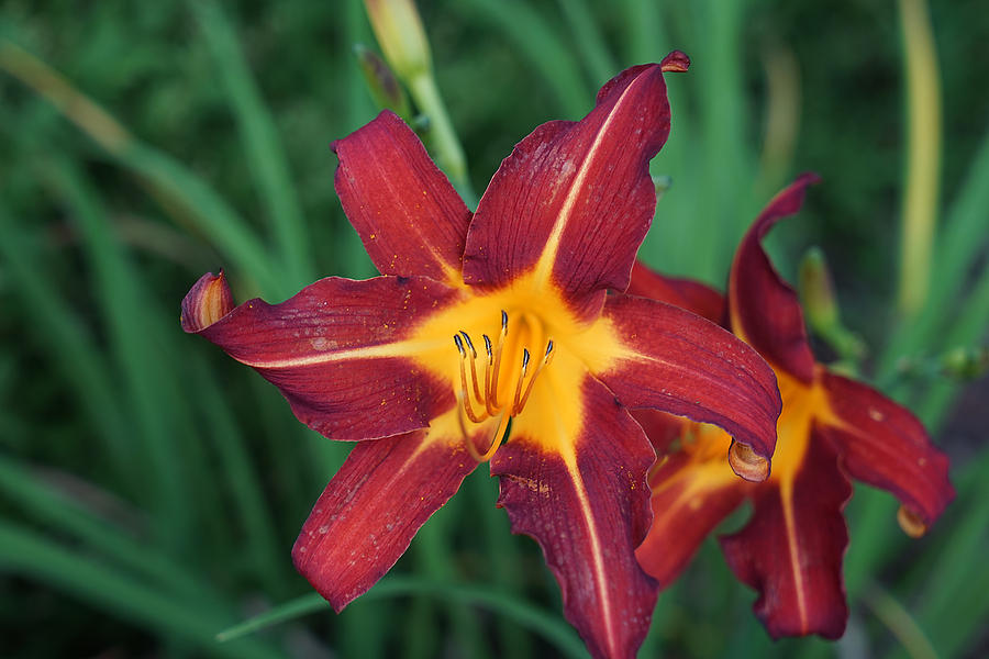 Red Daylily Photograph by Jean Macaluso
