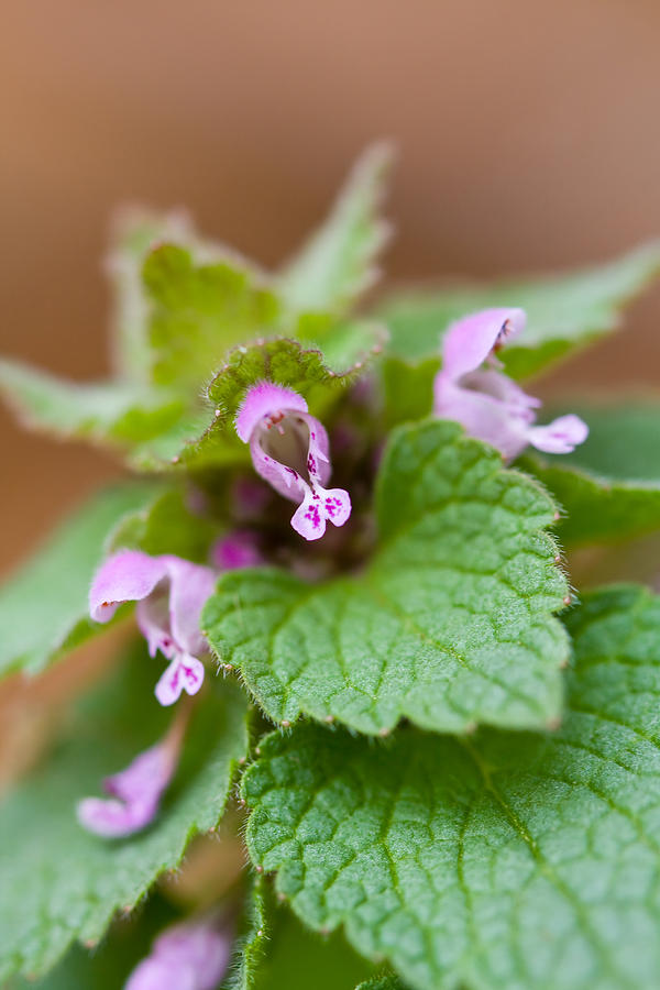 Red Deadnettle Photograph by Melinda Fawver