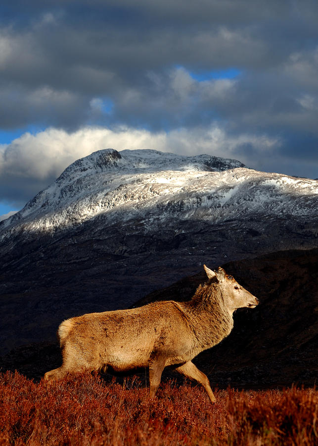 Red deer at Torridon Photograph by Gavin Macrae