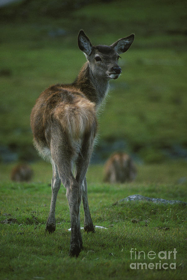 Red deer calf in October Photograph by Phil Banks