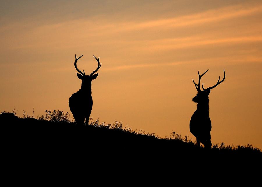 Red deer dawn Photograph by Gavin Macrae