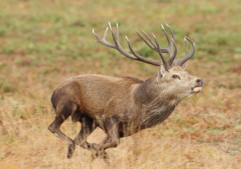 Red deer  Photograph by Dean Eades