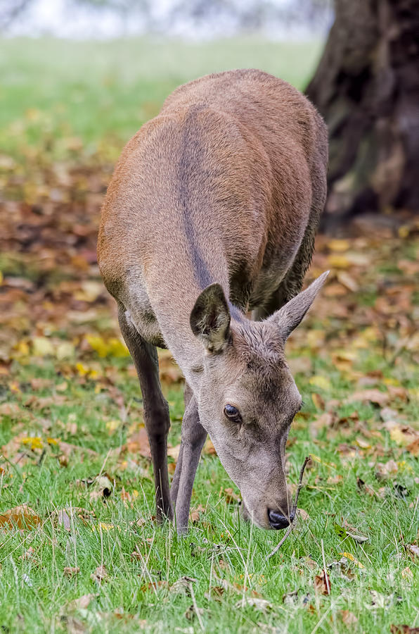 Red deer doe Photograph by Steev Stamford