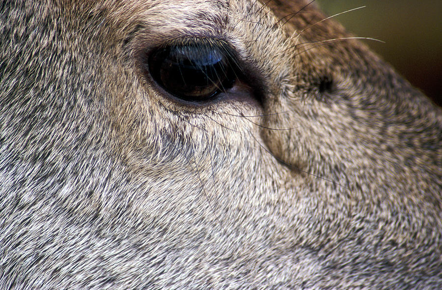 Red Deer Eye Photograph By Simon Fraser Science Photo Library