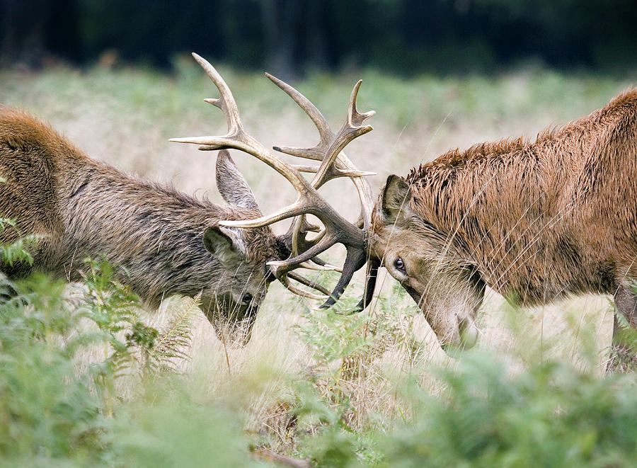 Red Deer Fighting Photograph by John Devries/science Photo Library