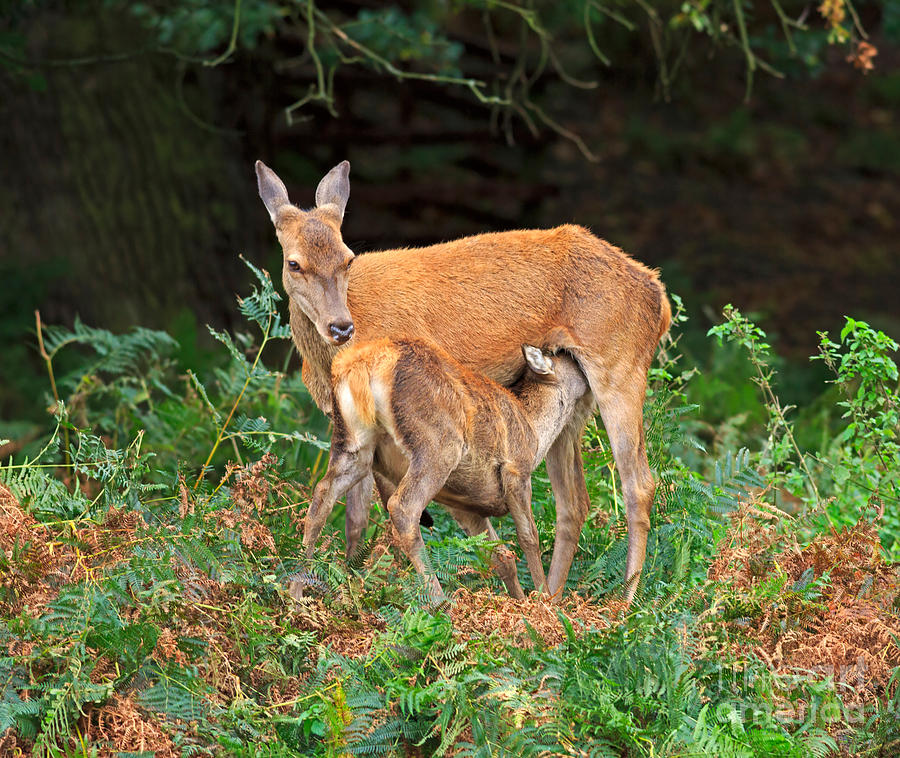 Red Deer Hind Feeding Fawn Photograph by Louise Heusinkveld