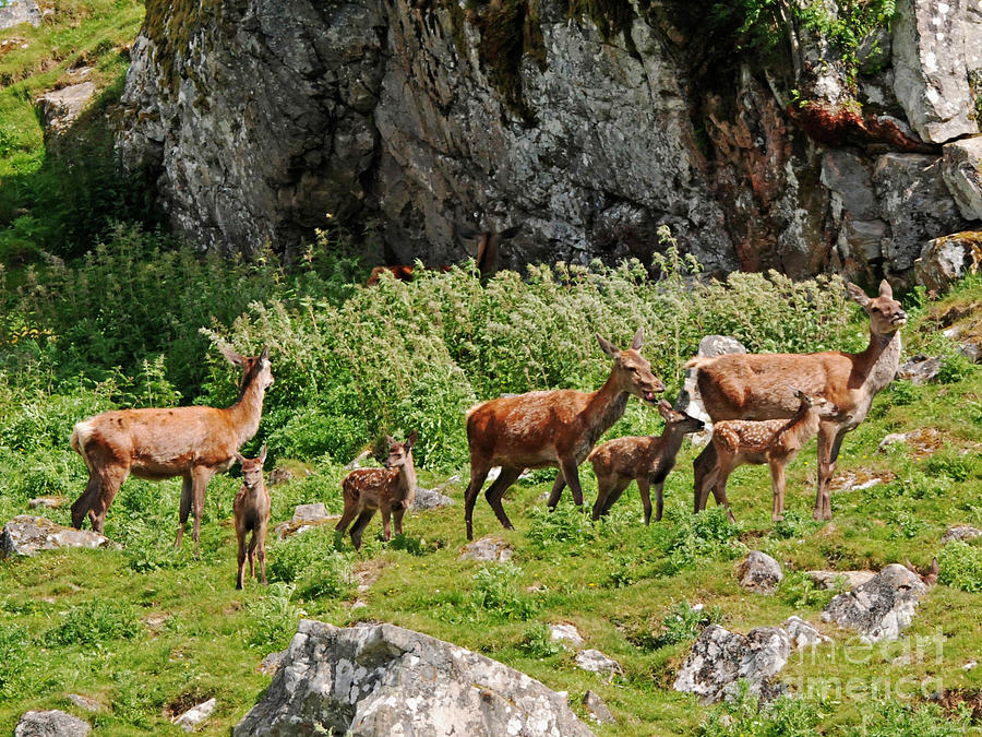 Red deer hinds and calves Photograph by Phil Banks